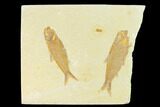 Two Fossil Fish (Knightia) - Wyoming #144201-1